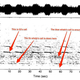 Frecuencia de la ballena 52, comparada con las de otros cetáceos. Gráfico: Instituto Oceanográfico Woods Hole.